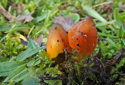 <i class='fa fa-user'></i>&nbsp;nelappelmelk&nbsp;|  Zwartwordende Wasplaat&nbsp; <i class='fa fa-eye'>&nbsp;77</i> &nbsp; <i class='fa fa-comment-o'>&nbsp;6</i>