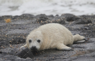 <i class='fa fa-user'></i>&nbsp;ko katsman&nbsp;|  Grijze Zeehond&nbsp; <i class='fa fa-eye'>&nbsp;172</i> &nbsp;<i class='fa fa-thumbs-up'>&nbsp;6</i> &nbsp; <i class='fa fa-comment-o'>&nbsp;9</i>