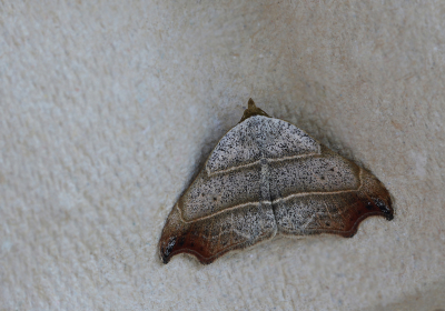 <i class='fa fa-user'></i>&nbsp;Ad Sprang&nbsp;|  Bruine Sikkeluil&nbsp; <i class='fa fa-eye'>&nbsp;79</i> &nbsp;<i class='fa fa-thumbs-up'>&nbsp;2</i> &nbsp; <i class='fa fa-comment-o'>&nbsp;6</i>