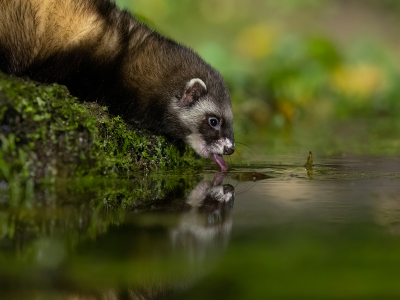 Mustela putorius / Bunzing / European Polecat