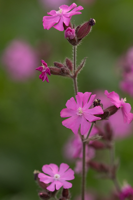 <i class='fa fa-user'></i>&nbsp;Willem Verhagen&nbsp;|  Dagkoekoeksbloem&nbsp; <i class='fa fa-eye'>&nbsp;71</i> &nbsp;<i class='fa fa-thumbs-up'>&nbsp;1</i> &nbsp; <i class='fa fa-comment-o'>&nbsp;2</i>