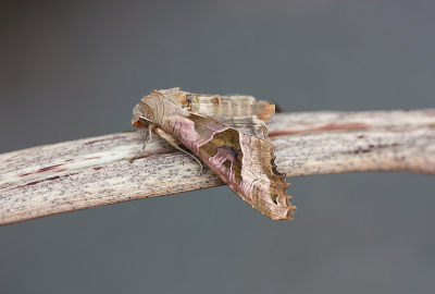 <i class='fa fa-user'></i>&nbsp;Paul Vandebroek&nbsp;|  Agaatvlinder&nbsp; <i class='fa fa-eye'>&nbsp;76</i> &nbsp;<i class='fa fa-thumbs-up'>&nbsp;2</i> &nbsp; <i class='fa fa-comment-o'>&nbsp;3</i>