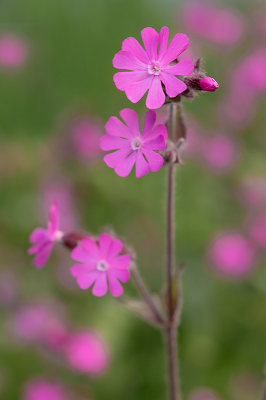 <i class='fa fa-user'></i>&nbsp;Willem Verhagen&nbsp;|  Dagkoekoeksbloem&nbsp; <i class='fa fa-eye'>&nbsp;66</i> &nbsp;<i class='fa fa-thumbs-up'>&nbsp;1</i> &nbsp; <i class='fa fa-comment-o'>&nbsp;3</i>