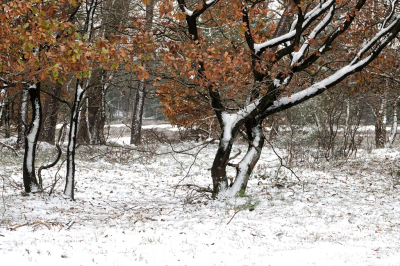 <i class='fa fa-user'></i>&nbsp;nelappelmelk&nbsp;|  Herfst en winter&nbsp; <i class='fa fa-eye'>&nbsp;112</i> &nbsp; <i class='fa fa-comment-o'>&nbsp;6</i>