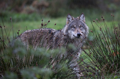 <i class='fa fa-user'></i>&nbsp;Bertus&nbsp;|  Wolf&nbsp; <i class='fa fa-eye'>&nbsp;235</i> &nbsp;<i class='fa fa-thumbs-up'>&nbsp;4</i> &nbsp; <i class='fa fa-comment-o'>&nbsp;4</i>