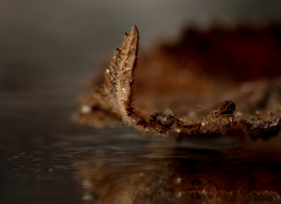 <i class='fa fa-user'></i>&nbsp;Meindert&nbsp;|  Dicyrtomina ornata&nbsp; <i class='fa fa-eye'>&nbsp;96</i> &nbsp;<i class='fa fa-thumbs-up'>&nbsp;1</i> &nbsp; <i class='fa fa-comment-o'>&nbsp;6</i>