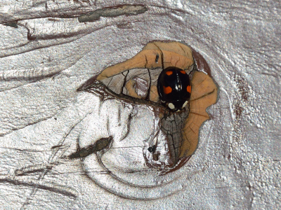 <i class='fa fa-user'></i>&nbsp;josephine&nbsp;|  Aziatisch Lieveheersbeestje&nbsp; <i class='fa fa-eye'>&nbsp;166</i> &nbsp;<i class='fa fa-thumbs-up'>&nbsp;8</i> &nbsp; <i class='fa fa-comment-o'>&nbsp;9</i>