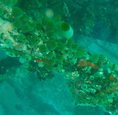 <i class='fa fa-user'></i>&nbsp;A. Soeting&nbsp;|  Robuste Rifzakpijp&nbsp; <i class='fa fa-eye'>&nbsp;97</i> &nbsp;<i class='fa fa-thumbs-up'>&nbsp;1</i> &nbsp; <i class='fa fa-comment-o'>&nbsp;6</i>