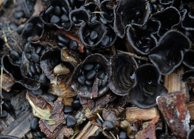 <i class='fa fa-user'></i>&nbsp;Ad Sprang&nbsp;|  Mestnestzwammetje&nbsp; <i class='fa fa-eye'>&nbsp;105</i> &nbsp; <i class='fa fa-comment-o'>&nbsp;6</i>