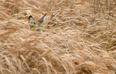 <i class='fa fa-user'></i>&nbsp;Eric Gibcus&nbsp;|  Ree&nbsp; <i class='fa fa-eye'>&nbsp;98</i> &nbsp; <i class='fa fa-comment-o'>&nbsp;1</i>