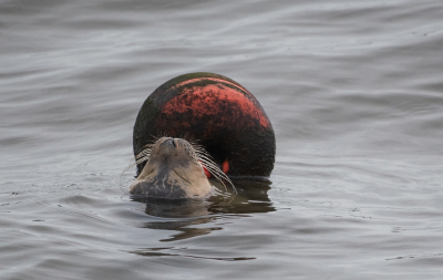 <i class='fa fa-user'></i>&nbsp;Eef Kieft&nbsp;|  Gewone Zeehond&nbsp; <i class='fa fa-eye'>&nbsp;151</i> &nbsp; <i class='fa fa-comment-o'>&nbsp;1</i>