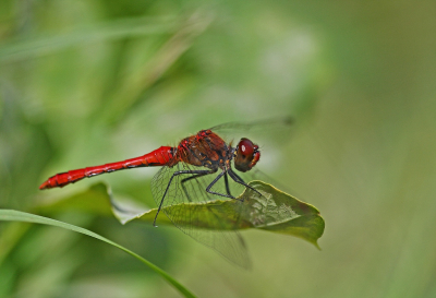 <i class='fa fa-user'></i>&nbsp;Cor&nbsp;|  Bloedrode Heidelibel&nbsp; <i class='fa fa-eye'>&nbsp;93</i> &nbsp;<i class='fa fa-thumbs-up'>&nbsp;5</i> &nbsp; <i class='fa fa-comment-o'>&nbsp;6</i>