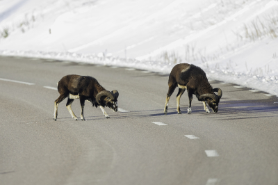 <i class='fa fa-user'></i>&nbsp;AlexRoetemeijer&nbsp;|  Moeflon&nbsp; <i class='fa fa-eye'>&nbsp;143</i> &nbsp;<i class='fa fa-thumbs-up'>&nbsp;1</i> &nbsp; <i class='fa fa-comment-o'>&nbsp;2</i>