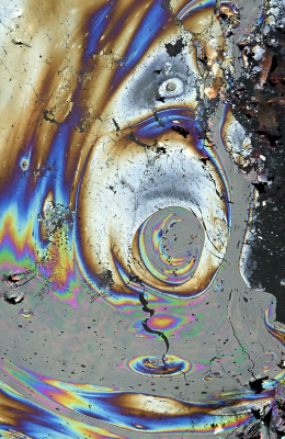 <i class='fa fa-user'></i>&nbsp;liesbeth van vliet&nbsp;|  Moerascipres kegeltjes&nbsp; <i class='fa fa-eye'>&nbsp;135</i> &nbsp;<i class='fa fa-thumbs-up'>&nbsp;8</i> &nbsp; <i class='fa fa-comment-o'>&nbsp;9</i>