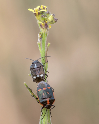 <i class='fa fa-user'></i>&nbsp;Johan van Gurp&nbsp;|  Koolschildwants&nbsp; <i class='fa fa-eye'>&nbsp;80</i> &nbsp;<i class='fa fa-thumbs-up'>&nbsp;3</i> &nbsp; <i class='fa fa-comment-o'>&nbsp;6</i>