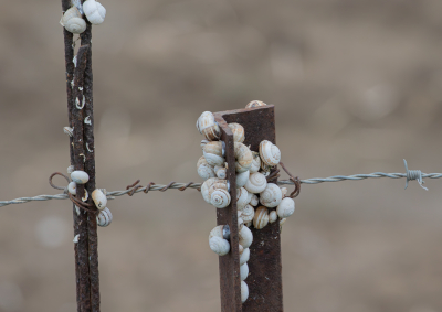 <i class='fa fa-user'></i>&nbsp;Marie-Jos� Boon&nbsp;|  Slak sp.&nbsp; <i class='fa fa-eye'>&nbsp;115</i> &nbsp; <i class='fa fa-comment-o'>&nbsp;5</i>