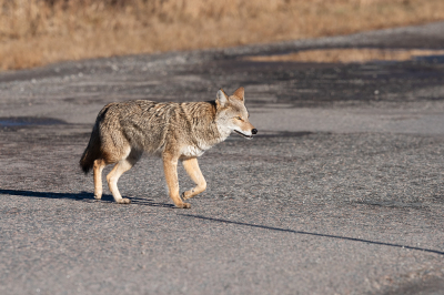 <i class='fa fa-user'></i>&nbsp;Jan Luit&nbsp;|  Prairiewolf of Coyote&nbsp; <i class='fa fa-eye'>&nbsp;150</i> &nbsp;<i class='fa fa-thumbs-up'>&nbsp;4</i> &nbsp; <i class='fa fa-comment-o'>&nbsp;6</i>