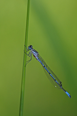 <i class='fa fa-user'></i>&nbsp;Cor&nbsp;|  Azuurwaterjuffer&nbsp; <i class='fa fa-eye'>&nbsp;63</i> &nbsp;<i class='fa fa-thumbs-up'>&nbsp;2</i> &nbsp; <i class='fa fa-comment-o'>&nbsp;3</i>