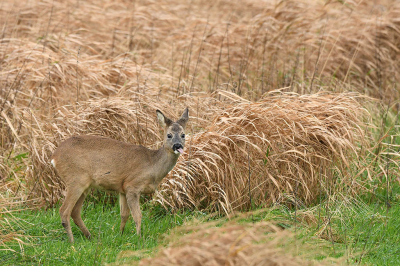 <i class='fa fa-user'></i>&nbsp;Eric Gibcus&nbsp;|  Ree&nbsp; <i class='fa fa-eye'>&nbsp;90</i> &nbsp; <i class='fa fa-comment-o'>&nbsp;4</i>