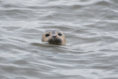 <i class='fa fa-user'></i>&nbsp;Eef Kieft&nbsp;|  Gewone Zeehond&nbsp; <i class='fa fa-eye'>&nbsp;89</i> &nbsp;<i class='fa fa-thumbs-up'>&nbsp;4</i> &nbsp; <i class='fa fa-comment-o'>&nbsp;4</i>