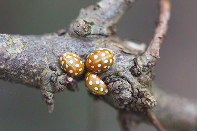 <i class='fa fa-user'></i>&nbsp;Paul Vandebroek&nbsp;|  Meeldauwlieveheersbeestje&nbsp; <i class='fa fa-eye'>&nbsp;73</i> &nbsp;<i class='fa fa-thumbs-up'>&nbsp;3</i> &nbsp; <i class='fa fa-comment-o'>&nbsp;5</i>