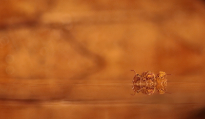 <i class='fa fa-user'></i>&nbsp;rixte&nbsp;|  Dicyrtomina ornata&nbsp; <i class='fa fa-eye'>&nbsp;92</i> &nbsp;<i class='fa fa-thumbs-up'>&nbsp;8</i> &nbsp; <i class='fa fa-comment-o'>&nbsp;4</i>