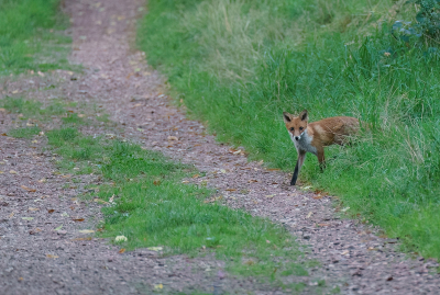 <i class='fa fa-user'></i>&nbsp;Jurgen Maassen&nbsp;|  Vos&nbsp; <i class='fa fa-eye'>&nbsp;121</i> &nbsp;<i class='fa fa-thumbs-up'>&nbsp;4</i> &nbsp; <i class='fa fa-comment-o'>&nbsp;5</i>