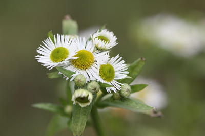 <i class='fa fa-user'></i>&nbsp;Paul Vandebroek&nbsp;|  Zomerfijnstraal&nbsp; <i class='fa fa-eye'>&nbsp;66</i> &nbsp;<i class='fa fa-thumbs-up'>&nbsp;4</i> &nbsp; <i class='fa fa-comment-o'>&nbsp;5</i>