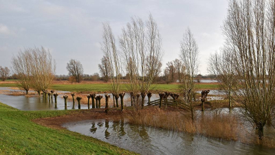 <i class='fa fa-user'></i>&nbsp;kooyammers&nbsp;|  Knotwilgen in Lekuiterwaard&nbsp; <i class='fa fa-eye'>&nbsp;65</i> &nbsp;<i class='fa fa-thumbs-up'>&nbsp;1</i> &nbsp; <i class='fa fa-comment-o'>&nbsp;3</i>