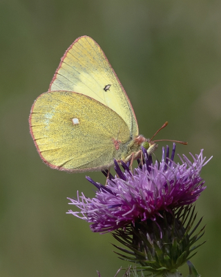 <i class='fa fa-user'></i>&nbsp;Johan van Gurp&nbsp;|  Veengeeltje&nbsp; <i class='fa fa-eye'>&nbsp;77</i> &nbsp;<i class='fa fa-thumbs-up'>&nbsp;1</i> &nbsp; <i class='fa fa-comment-o'>&nbsp;2</i>