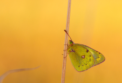 <i class='fa fa-user'></i>&nbsp;Henk Bouter&nbsp;|  Gele Luzernevlinder&nbsp; <i class='fa fa-eye'>&nbsp;100</i> &nbsp;<i class='fa fa-thumbs-up'>&nbsp;6</i> &nbsp; <i class='fa fa-comment-o'>&nbsp;8</i>