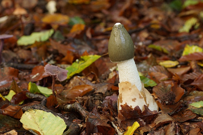 <i class='fa fa-user'></i>&nbsp;Jelle Bakker&nbsp;|  Grote Stinkzwam&nbsp; <i class='fa fa-eye'>&nbsp;66</i> &nbsp; <i class='fa fa-comment-o'>&nbsp;3</i>