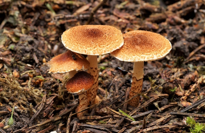 <i class='fa fa-user'></i>&nbsp;Jelle Bakker&nbsp;|  Oranjebruine Parasolzwam&nbsp; <i class='fa fa-eye'>&nbsp;61</i> &nbsp; <i class='fa fa-comment-o'>&nbsp;2</i>