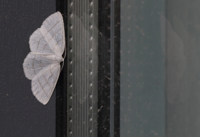 <i class='fa fa-user'></i>&nbsp;Ad Sprang&nbsp;|  Witte Grijsbandspanner&nbsp; <i class='fa fa-eye'>&nbsp;74</i> &nbsp;<i class='fa fa-thumbs-up'>&nbsp;2</i> &nbsp; <i class='fa fa-comment-o'>&nbsp;7</i>