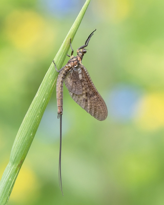 <i class='fa fa-user'></i>&nbsp;Johan van Gurp&nbsp;|  Driehoekeendagsvlieg&nbsp; <i class='fa fa-eye'>&nbsp;80</i> &nbsp;<i class='fa fa-thumbs-up'>&nbsp;5</i> &nbsp; <i class='fa fa-comment-o'>&nbsp;4</i>