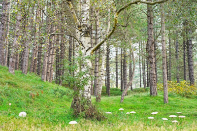 <i class='fa fa-user'></i>&nbsp;hesterb&nbsp;|  Parasolletjes om berk&nbsp; <i class='fa fa-eye'>&nbsp;104</i> &nbsp;<i class='fa fa-thumbs-up'>&nbsp;3</i> &nbsp; <i class='fa fa-comment-o'>&nbsp;8</i>