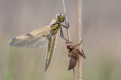 <i class='fa fa-user'></i>&nbsp;Johan van Gurp&nbsp;|  Viervlek&nbsp; <i class='fa fa-eye'>&nbsp;91</i> &nbsp;<i class='fa fa-thumbs-up'>&nbsp;13</i> &nbsp; <i class='fa fa-comment-o'>&nbsp;8</i>