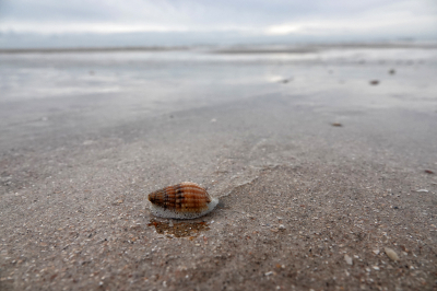 <i class='fa fa-user'></i>&nbsp;nelappelmelk&nbsp;|  Gevlochten Fuikhoren&nbsp; <i class='fa fa-eye'>&nbsp;109</i> &nbsp;<i class='fa fa-thumbs-up'>&nbsp;1</i> &nbsp; <i class='fa fa-comment-o'>&nbsp;7</i>