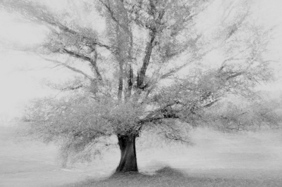 <i class='fa fa-user'></i>&nbsp;liesbeth van vliet&nbsp;|  Zomereik&nbsp; <i class='fa fa-eye'>&nbsp;124</i> &nbsp;<i class='fa fa-thumbs-up'>&nbsp;10</i> &nbsp; <i class='fa fa-comment-o'>&nbsp;13</i>