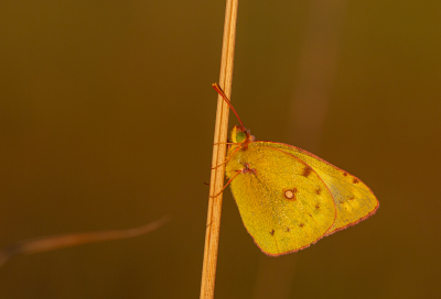 <i class='fa fa-user'></i>&nbsp;Henk Bouter&nbsp;|  Gele Luzernevlinder&nbsp; <i class='fa fa-eye'>&nbsp;67</i> &nbsp;<i class='fa fa-thumbs-up'>&nbsp;2</i> &nbsp; <i class='fa fa-comment-o'>&nbsp;4</i>
