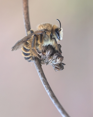 <i class='fa fa-user'></i>&nbsp;Johan van Gurp&nbsp;|  Pluimvoetbij&nbsp; <i class='fa fa-eye'>&nbsp;116</i> &nbsp;<i class='fa fa-thumbs-up'>&nbsp;10</i> &nbsp; <i class='fa fa-comment-o'>&nbsp;6</i>