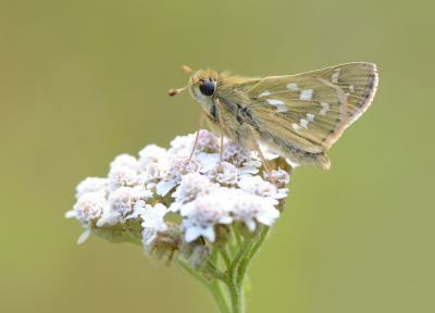 <i class='fa fa-user'></i>&nbsp;koekieman&nbsp;|  Kommavlinder&nbsp; <i class='fa fa-eye'>&nbsp;74</i> &nbsp;<i class='fa fa-thumbs-up'>&nbsp;1</i> &nbsp; <i class='fa fa-comment-o'>&nbsp;4</i>