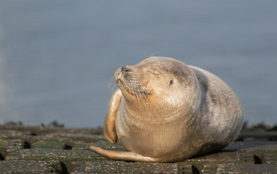 <i class='fa fa-user'></i>&nbsp;Eef Kieft&nbsp;|  Gewone Zeehond&nbsp; <i class='fa fa-eye'>&nbsp;99</i> &nbsp;<i class='fa fa-thumbs-up'>&nbsp;3</i> &nbsp; <i class='fa fa-comment-o'>&nbsp;7</i>