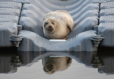 <i class='fa fa-user'></i>&nbsp;Eef Kieft&nbsp;|  Gewone Zeehond&nbsp; <i class='fa fa-eye'>&nbsp;132</i> &nbsp; <i class='fa fa-comment-o'>&nbsp;4</i>