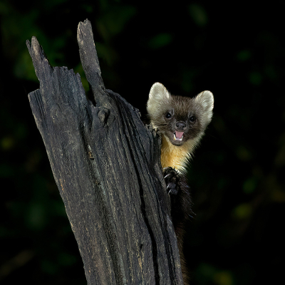 <i class='fa fa-user'></i>&nbsp;Luc Meert&nbsp;|  Boommarter&nbsp; <i class='fa fa-eye'>&nbsp;138</i> &nbsp;<i class='fa fa-thumbs-up'>&nbsp;10</i> &nbsp; <i class='fa fa-comment-o'>&nbsp;7</i>