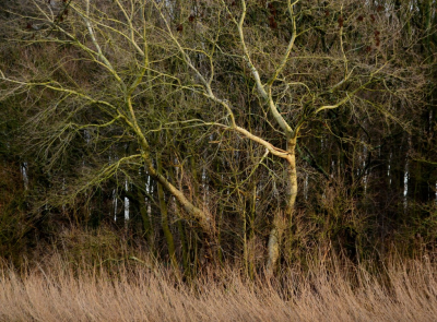 <i class='fa fa-user'></i>&nbsp;B.M.Schouten-Ruis&nbsp;|  Dode takken Kralingse Bos&nbsp; <i class='fa fa-eye'>&nbsp;69</i> &nbsp;<i class='fa fa-thumbs-up'>&nbsp;2</i> &nbsp; <i class='fa fa-comment-o'>&nbsp;4</i>