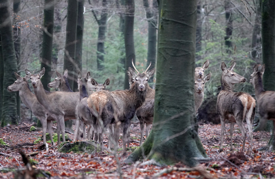 <i class='fa fa-user'></i>&nbsp;nelappelmelk&nbsp;|  Edelhert&nbsp; <i class='fa fa-eye'>&nbsp;168</i> &nbsp;<i class='fa fa-thumbs-up'>&nbsp;4</i> &nbsp; <i class='fa fa-comment-o'>&nbsp;10</i>