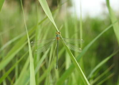 <i class='fa fa-user'></i>&nbsp;Jovanzo&nbsp;|  Houtpantserjuffer&nbsp; <i class='fa fa-eye'>&nbsp;73</i> &nbsp;<i class='fa fa-thumbs-up'>&nbsp;1</i> &nbsp; <i class='fa fa-comment-o'>&nbsp;7</i>