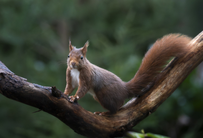 Regelmatig komen Eekhoorntjes in de tuin van ons vakantiehuisje om eten (walnoten, zonnebloem pitten) te eten. Het lukt zelden om er echt leuke foto's van te maken, ik heb bedacht om een mooie tak uit het bos te halen, daarin gaten geboord en noten en zaden in verstopt. Meteen de eerste dag werd dit al ontdekt en dankbaar gebruik van gemaakt. Heb al een paar leuke foto's kunnen maken. (ga de opstelling maar uitbreiden denk ik. (doet het ook leuk met de vogels)