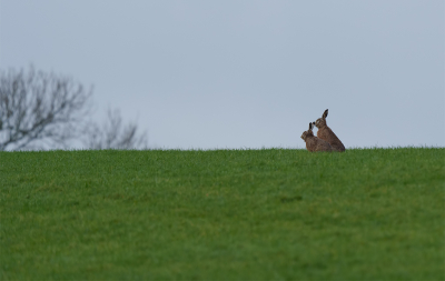 <i class='fa fa-user'></i>&nbsp;Jurgen Maassen&nbsp;|  Haas&nbsp; <i class='fa fa-eye'>&nbsp;130</i> &nbsp;<i class='fa fa-thumbs-up'>&nbsp;1</i> &nbsp; <i class='fa fa-comment-o'>&nbsp;2</i>